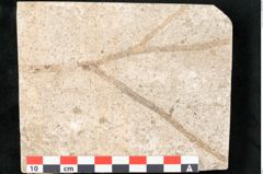 Foto (Detailansicht) von Callitris brongniartii Endl. (NHMW-GEO-2024-0188-8067)